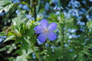 geranium brookside