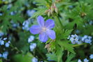 geranium johnsons-blue sau