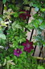clematis Sunset