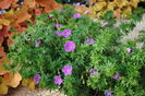 geranium sanguineum Rosa