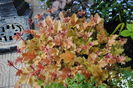 heuchera marmelade