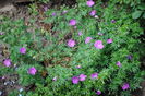 geranium sanguineum Rosa