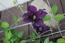 clematis Rasputin