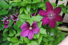 clematis Sunset