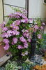 clematis Betty Risdon