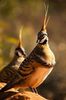 Geophaps plumifera