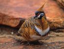 Geophaps plumifera