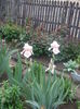 DSCF7380