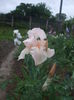 DSCF7386