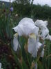 DSCF7397