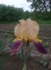 DSCF7409
