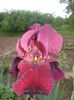 DSCF7410