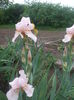 DSCF7413