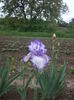 DSCF7415