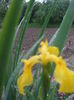 DSCF7416