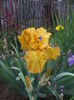 DSCF7418