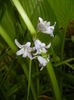 Hyacinthoides hispanica (2016, Apr.29)