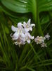 Hyacinthoides hispanica (2016, Apr.29)