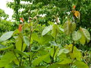 DSCN7041