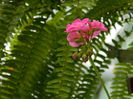 DSCN7056