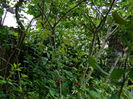 DSCN7085