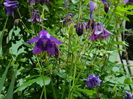 DSCN7093