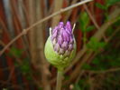 Allium Purple Sensation (2016, April 21)