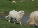 Picture 002