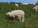 Picture 005