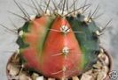 Gymnocalycium horstii variegated