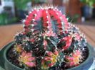 Gymnocalycium mihanovichii variegated