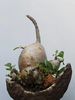 Pachypodium baronii var windsorii