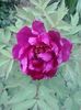 purple-anthesis