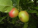 Apples. Mere Summer Red (15, Jul.05)