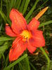 Hemerocallis Red (2015, June 26)