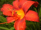 Hemerocallis Red (2015, June 26)