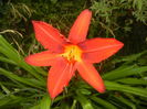 Hemerocallis Red (2015, June 27)