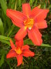 Hemerocallis Red (2015, July 01)