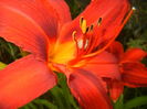 Hemerocallis Red (2015, July 01)