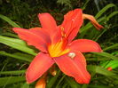 Hemerocallis Red (2015, July 05)