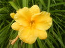 Hemerocallis Stella de Oro (2015, Jun.26)