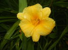 Hemerocallis Stella de Oro (2015, Jun.26)