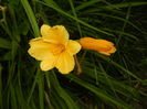 Hemerocallis Stella de Oro (2015, Jun.27)