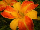 Hemerocallis Frans Hals (2015, July 10)
