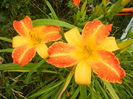 Hemerocallis Frans Hals (2015, July 10)