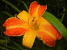 Hemerocallis Frans Hals (2015, July 10)