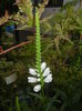 Physostegia virginiana Alba ('15,Jun.29)