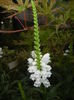 Physostegia virginiana Alba ('15,Jul.03)