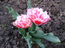 DSC02518