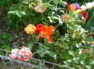 DSC02523
